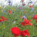 veldboeket-ravenseweg-hellevoetsluis-juli-2014-20140710-101357.jpg