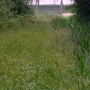 ree-aan-de-ka-zomer-2013dsc00958.jpg